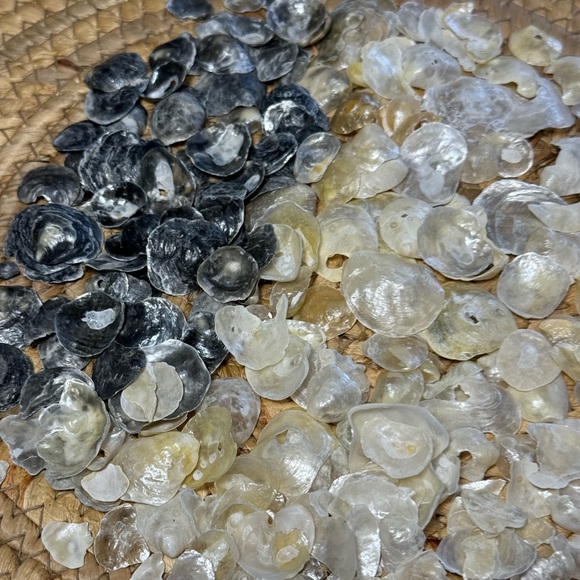 REAL HAND PICKED FLORIDA JINGLE SHELLS SEASHELLS DIY CRAFTING CRAFTS MIXED LOT - Picture 9 of 16